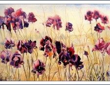 bs-flo- Perla Fox- Black Irises No3. ����, Pearl