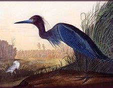 ma Audubon Blue Crane Jeron. Audubon,  