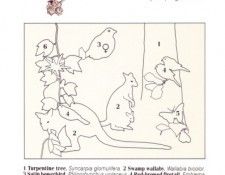 Oz AGls100 Tony Oliver Swamp Wallaby Key. , 