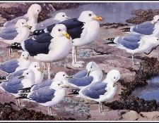 43636. Tunnicliffe, 