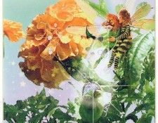 kb Cross Tom Aut Marigold Fairy. , 