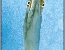 D50-AWE024-RB-Great Egret 6. Bansemer, 