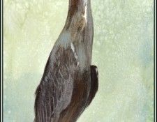 D50-AWE062-RB-Green Backed Heron 1. Bansemer, 