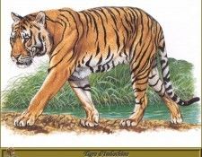 PO pfrd 039 Tigre dIndochine. Dallet, 