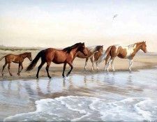 horses in the mist csg006 chincoteague ponies. ,  
