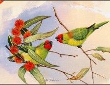 pa EricShepherd 07 LittleLorikeet. , 