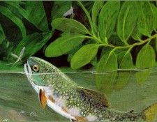 ArnoskyJim-BrownTrout-sj. Arnosky, ����