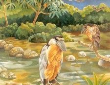 s4-vanishingspecies038-boatbilledheron. �����, L