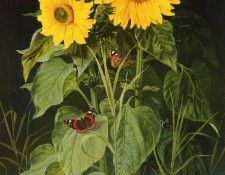 Fristrup Niels SUNFLOWERS. , 