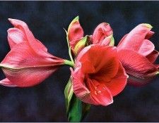 pa SimonKayne BeautifulFlorals 02. Kayne, 