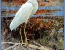D50-AWE053-RB-Little Blue Heron 3(young). Bansemer, ������