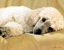 kb Weiss John-White Standard Poodle. ����, ����