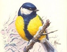 abs 06 great tit. , 