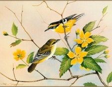 pa EricShepherd 07 Yellow BreastedBoatbills. , 