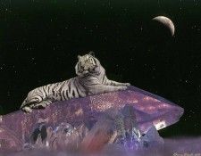 f BarryChall ASC06 CrystalTiger. Chall, 