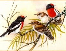 pa EricShepherd 03 RedCappedRobin. , 