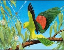 pa KevinStead 11 Red WingedParrot. ����, �����