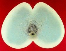 46283. Cillero, ������