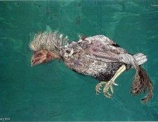 art 226. , 