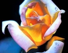 kb Atti Patrizia-Rose-r. Atti, ��������