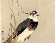 pic02250. �����