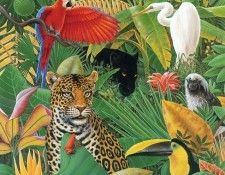 kb Bragg CL Jungle Story. ,  