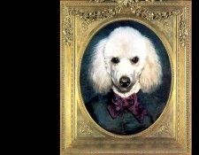 dog portraits csg007 marie clair dubossy. , 