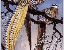 43641. Tunnicliffe, 