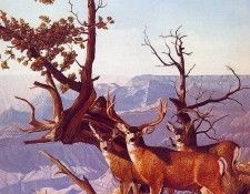 lrs Dodge Gene Mule Deer. Dodge, 