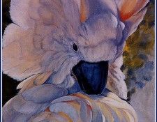 bs-na- Sallie Lynn Davis- Moluccan Cockatoo. ,  