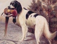 Hunting Dog With Pheasant. ����, ���������