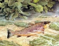 waters edge csg013 trout rising to a blue winged olive. �������, ���������