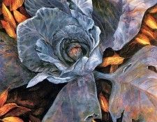 Connie Geerts - Winter Cabbage, De. Geerts, 