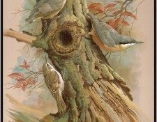 EdeBasil-TheTreeCreeperAndNuthatch-sj. , 