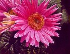 lrs Black Miciol Gerber Daisy. , Miciol