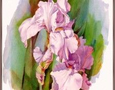 KunzJan-Iris-sj. , 