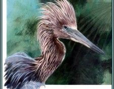 D50-AWE027-RB-Reddish Egret 1. Bansemer, ������
