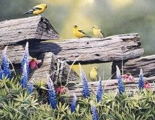 Bourdet, Susan - Rail Fence Rendezvous (end. Bourdet, ������