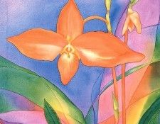 bs-flo- Sara Steele- Phragmepedium Bessae. ����, ����