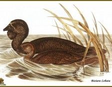 PO ptb 18 Erismature � Barbillon. ����, ����