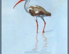 D50-AWE072-BR-White Ibis 4(Juvenile). Bansemer, 