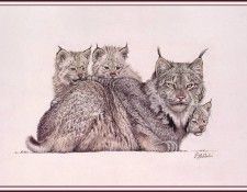 bs-na- Guy Coheleach- Lynx Family. Coheleach, 