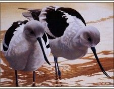 bs-na- Thomas Anderson- American Avocets. , 