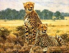 Ae 06 Cheetah Pair  Detail  Simon Combes sqs. , 