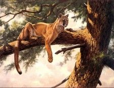 bs-na- Guy Coheleach- Rocky Mountain Lion. Coheleach, 