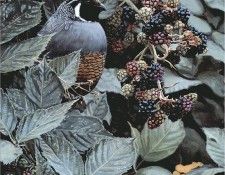 Cunieform 034c-Isaac. �����, �����