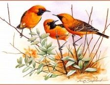 pa EricShepherd 12 OrangeChats. , 