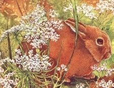 lrs Nice Claudia Rabbit& Flor Lace. , 
