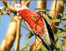 pa EgoGuiotto AG2004 05 Galah. Guiotto, 