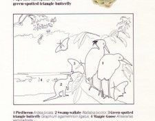 Oz AGls082 Tony Oliver Pied Heron Key. ������, ����